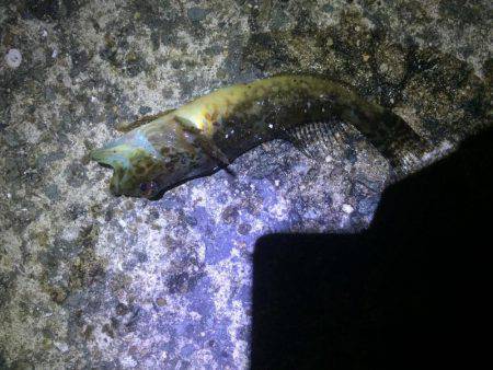 爆風メバリング