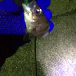 寒波＋爆風メバリング