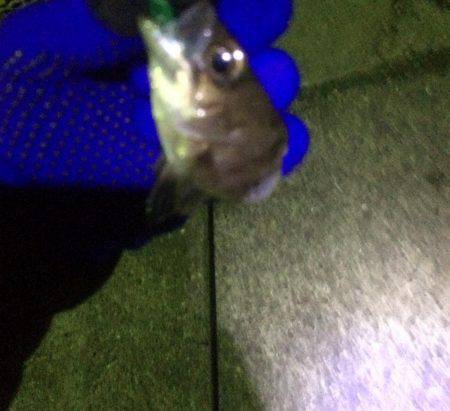 寒波＋爆風メバリング