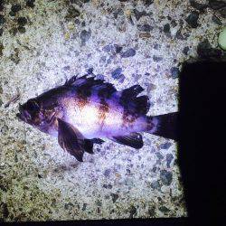 フロートリグで