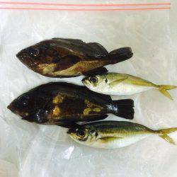 メバリングとアジング