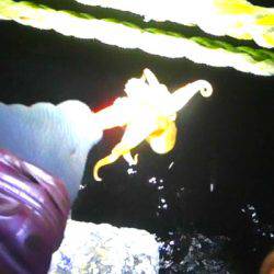 焼津港メバル釣り　おまけでタコも