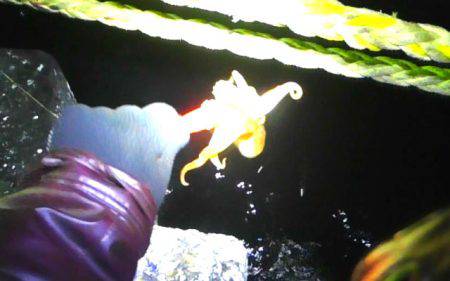 焼津港メバル釣り　おまけでタコも