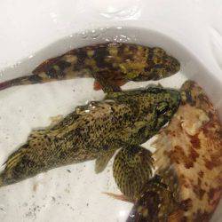 メバルはどこへ?