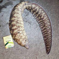 サーフでヒラメ65㎝　港ではアナゴとウツボ