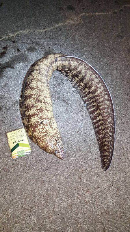 サーフでヒラメ65㎝　港ではアナゴとウツボ