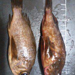 渋い…でも楽しい！