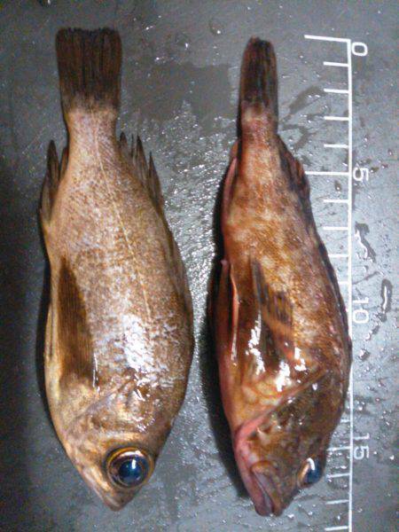 渋い…でも楽しい！