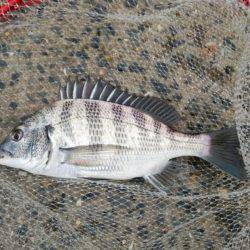 出直しのチヌ(メイタ)