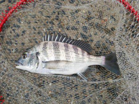 出直しのチヌ(メイタ)