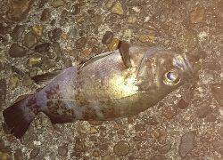 今年エギング初釣行