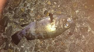 今年エギング初釣行