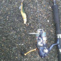 今年になって４匹の釣果です！