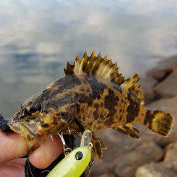 メバルは釣れずにタケノコメバルばっかり