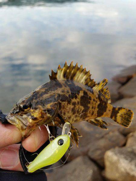 メバルは釣れずにタケノコメバルばっかり