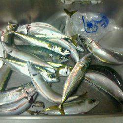 またまた行ってしまいました