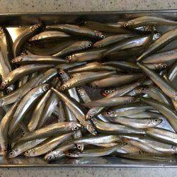 今年は型がいい布目湖のワカサギ