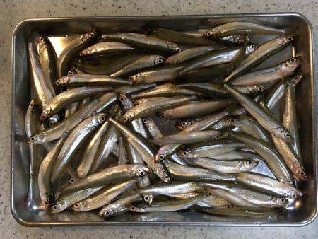 今年は型がいい布目湖のワカサギ