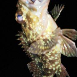 友人とメバリング&アジング