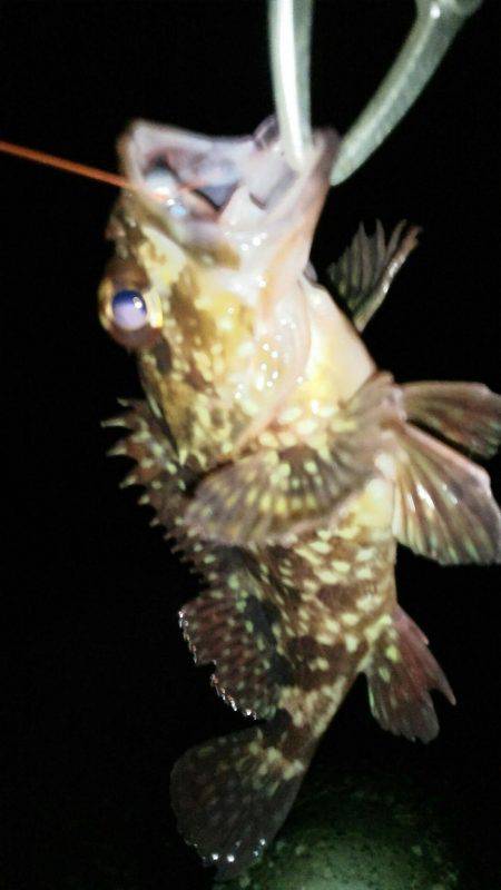 友人とメバリング&アジング