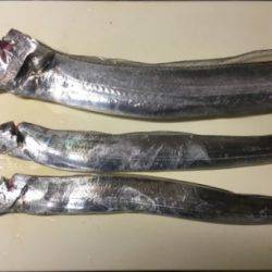 南芦屋浜タチウオ