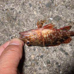 初釣りはメバル。