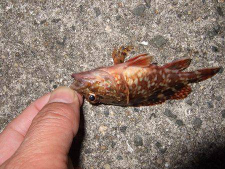 初釣りはメバル。