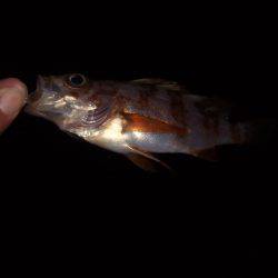 釣り旅行　１日目　５種目達成！