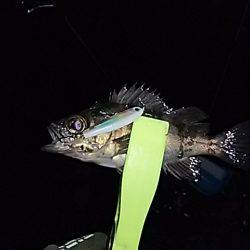 大きいメバルはお留守番です