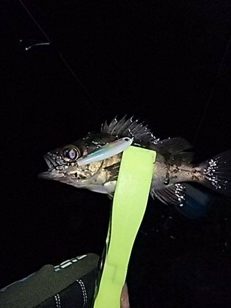 大きいメバルはお留守番です