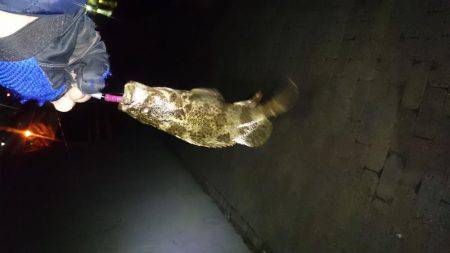 ガシリング2017年1月23日