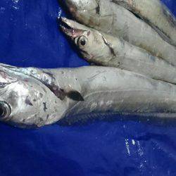 ワインドまだまだっ