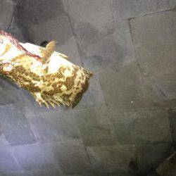 尺タケノコメバル！