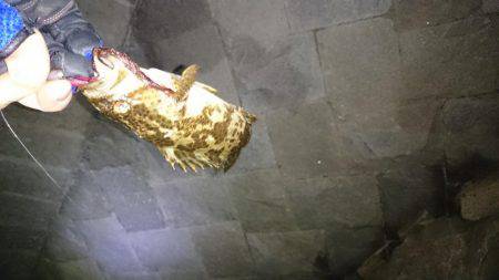 尺タケノコメバル！