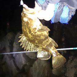 南芦屋浜タケノコメバルガシラ9匹！