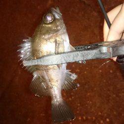 アジング釣行記