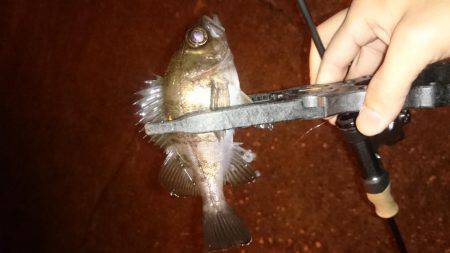 アジング釣行記