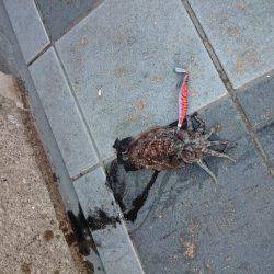 フラットフィッシュ