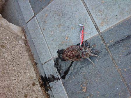 フラットフィッシュ