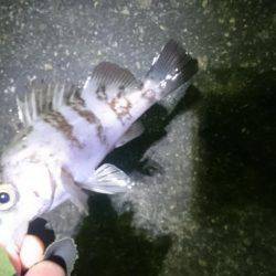 極寒メバリング