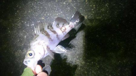 極寒メバリング