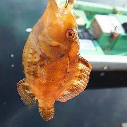 今年もガシラは付き合いがいい