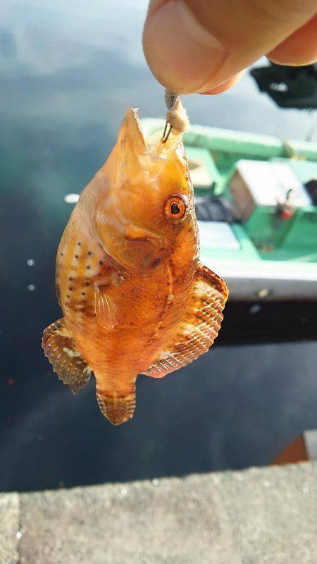 今年もガシラは付き合いがいい