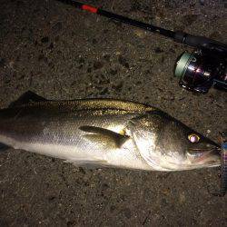 アジのちシーバスたまにメバル