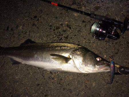 アジのちシーバスたまにメバル