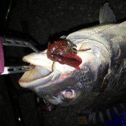 爆風でもナイトチヌゲーム