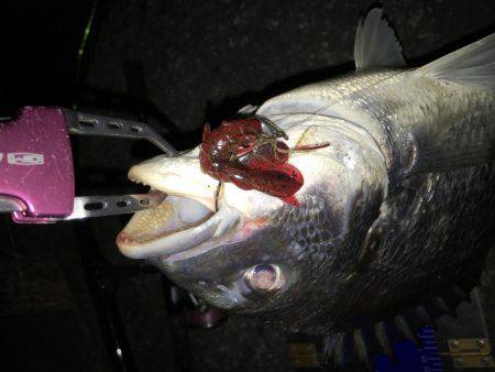 爆風でもナイトチヌゲーム