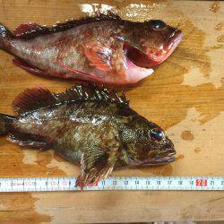 意地の2匹Getだぜ！