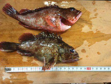 意地の2匹Getだぜ！