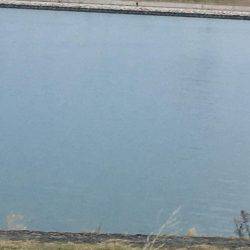 フラフラっとフィッシュ